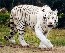 Tigre blanco